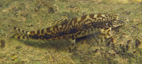 thescientificfishkeeper.co.uk