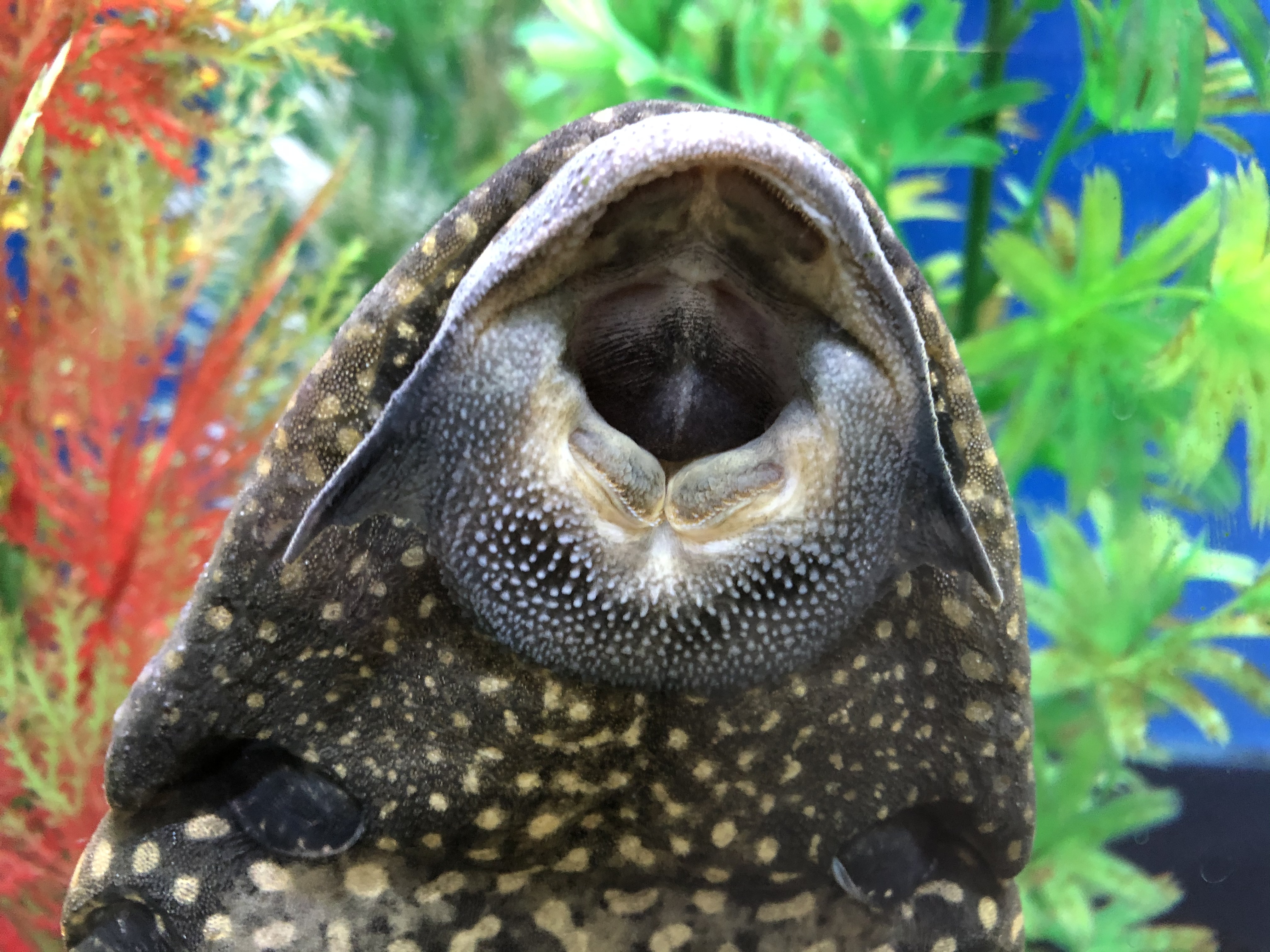 Loricariidae (Plecos) | The Scientific Fishkeeper